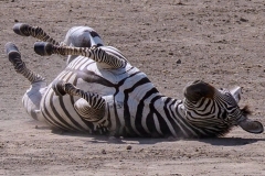 13f154f6-fb65-4f84-b506-adf4ab5936ed_1_105_c