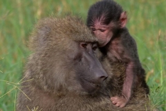 1c8438a8-da7d-4e07-9d84-a0c75e607220_1_105_c