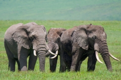 37305e2d-ab0e-49ff-a3a3-1fefbf2945f8_1_201_a