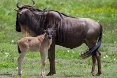 39b44f16-9464-4436-8980-a8fc5292dbda_1_201_a