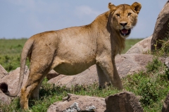 4b152fd7-e976-447f-b48b-99eb77ce3a41_1_201_a