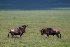 564721f8-df73-435c-9149-923074aec90b_1_201_a