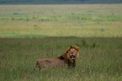 eee1fb96-9dc2-4455-bb40-2172952f2e22_1_201_a