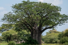 p1207537