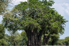 p1207791