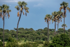p1207903