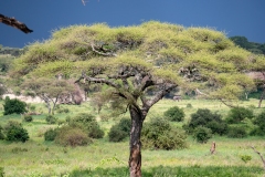 p1207960