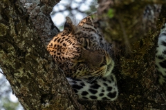 p1229393