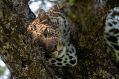 p1229399
