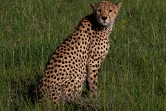 p1229933
