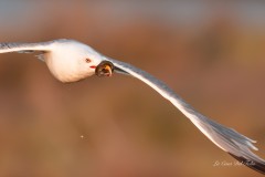 29_dsc02090-2_766