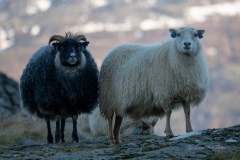 P1571666-Enhanced-NR