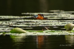 02C62IR3TW01M221SHK4YU