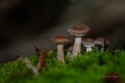 DSC05335