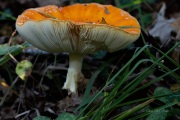 DSC05361