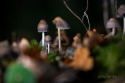 DSC05366