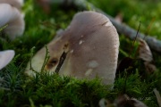 DSC05381