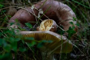 DSC05382