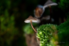 Champignon 