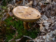 p1051574