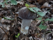 Champignon; Mushroom; Boletacées; Cèpe