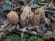 p1051613