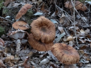p1051619
