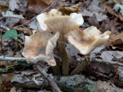 p1051621