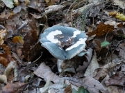 p1051629