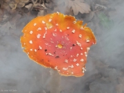 p1051717