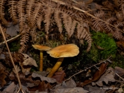 p1051733