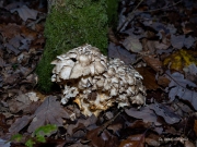 p1051737