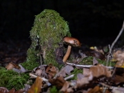 p1051742