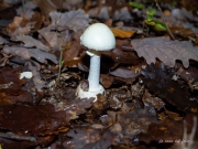 p1051746