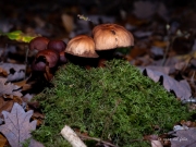 p1051747