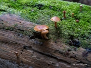 Gymnopilus sapineus