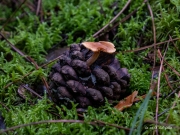 p1051796