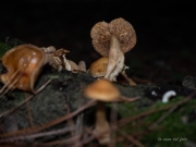 Inocybe