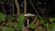 p1123358