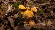 Cantharellus cibarius - girolle