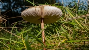 Macrolepiota procera - Coulemelle