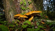 p1123502