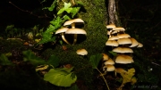 Hypholoma fasciculare