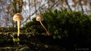 p1133843