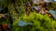 p1133883