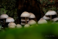 DSC05377