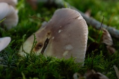 DSC05381