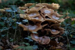 DSC05401