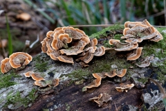 p1051575