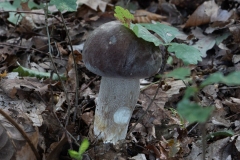 Champignon; Mushroom; Boletacées; Cèpe